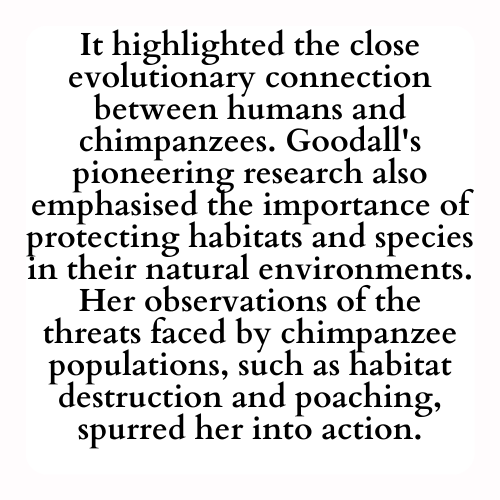 It highlighted the close evolutionary connection between humans and chimpanzees. Goodall's pioneering research also emphasised the importance of protecting habitats and species in their natural environments. Her observations of the threats faced by chimpanzee populations, such as habitat destruction and poaching, spurred her into action.
